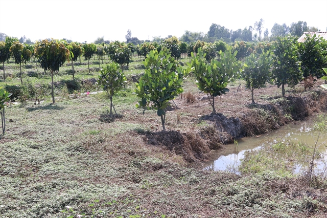 fruit, aquaculture, other crops, Mekong Delta, rice, nature-based farming models