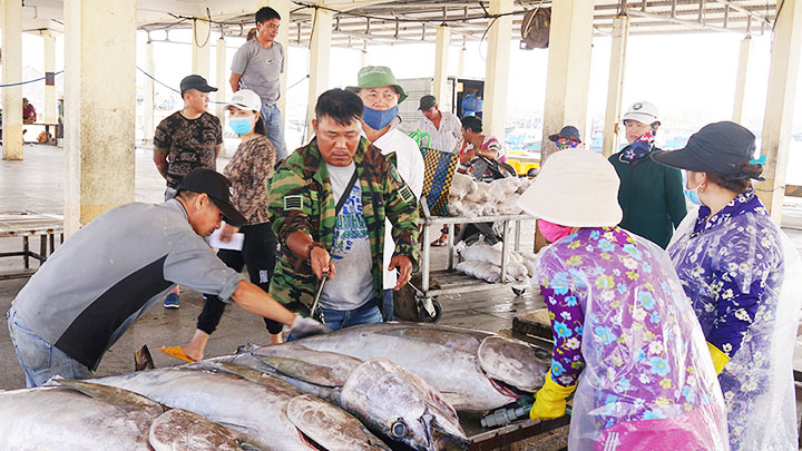 Bustling Dong Tac Fishing Port