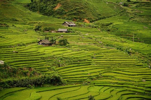 du lịch sapa: cẩm nang từ a đến z