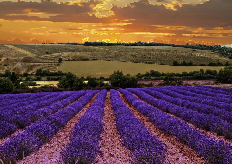 Du Lịch Provence Pháp – Cánh Đồng hoa Oải Hương