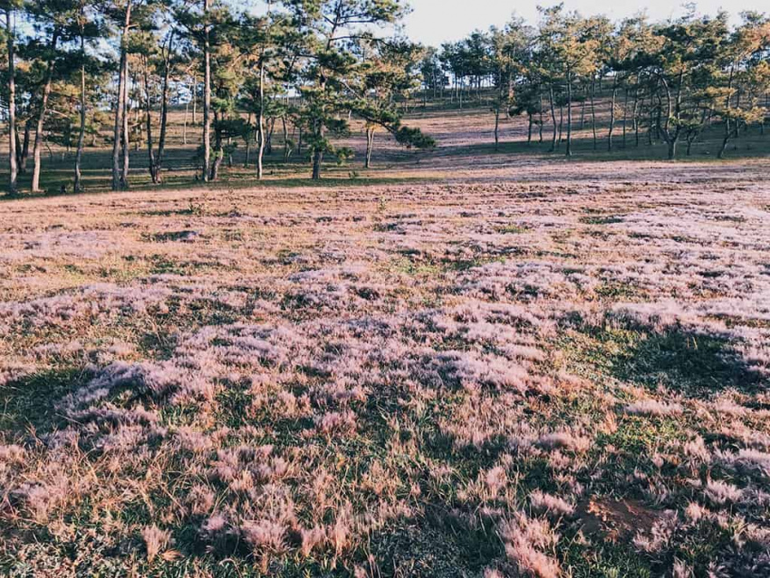 tháng 11 check in 2 đồi cỏ hồng đà lạt đẹp nhất