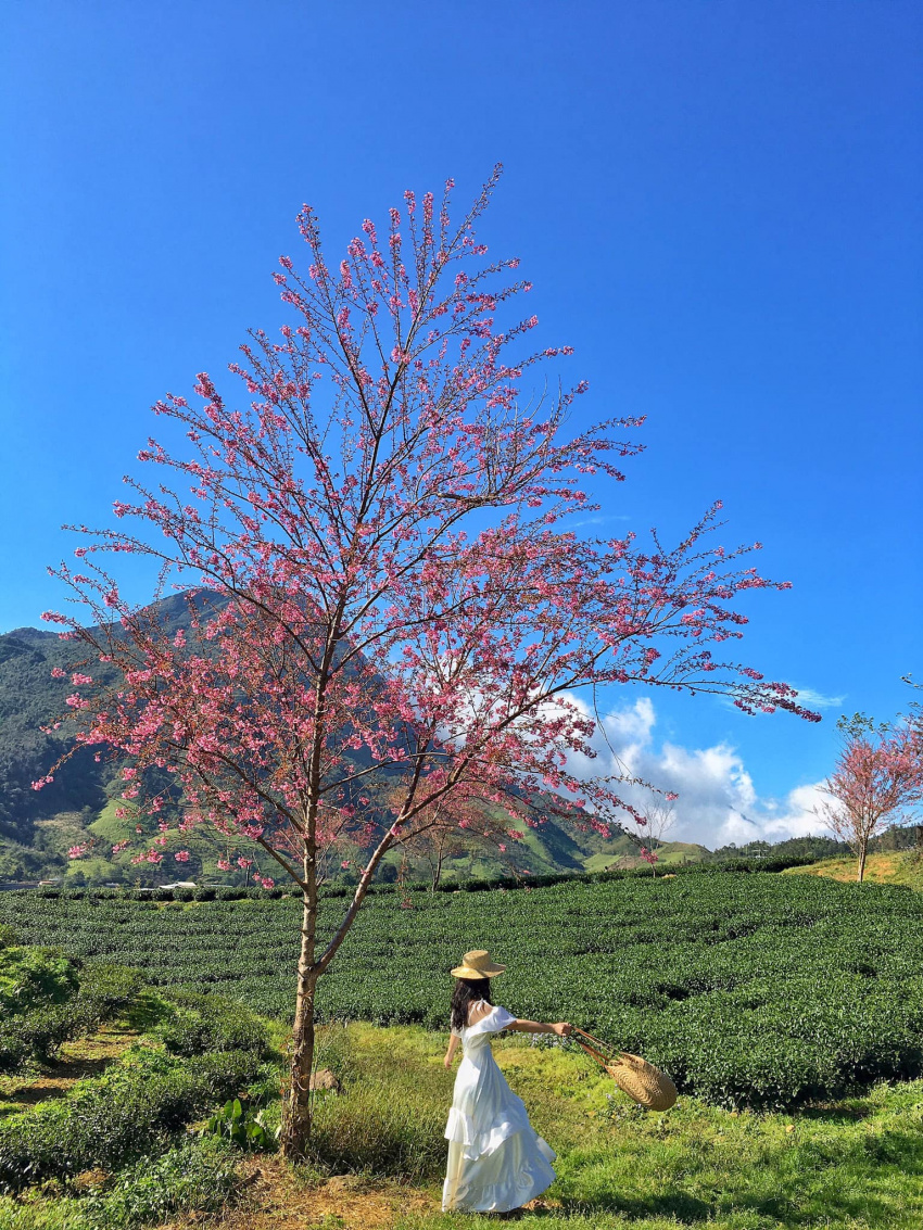 cùng khoe bức ảnh chụp ở đồi chè ô long, sapa đi nào