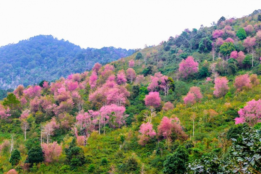 Top 11 con đường ngắm hoa mai anh đào đẹp ở Đà Lạt – Kèm hướng dẫn đường đi chi tiết