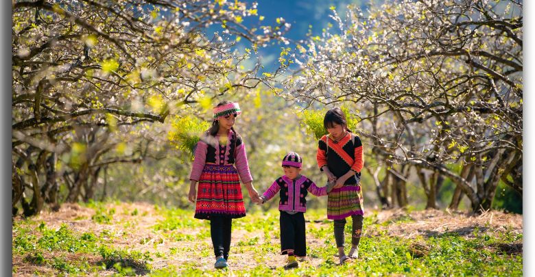 Hoa mận Mộc Châu – vẻ đẹp tinh khôi, nguyên sơ của cánh rừng bất tận