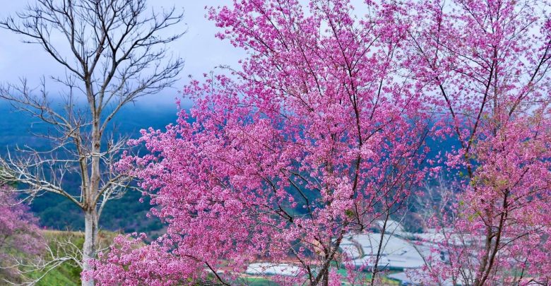 Mộng Đào Nguyên Đà Lạt – Hướng dẫn chi tiết đường đi, siêu khó đi nhưng hoa mai anh đào cực đẹp