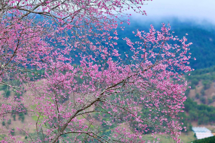 địa điểm, mộng đào nguyên đà lạt – hướng dẫn chi tiết đường đi, siêu khó đi nhưng hoa mai anh đào cực đẹp