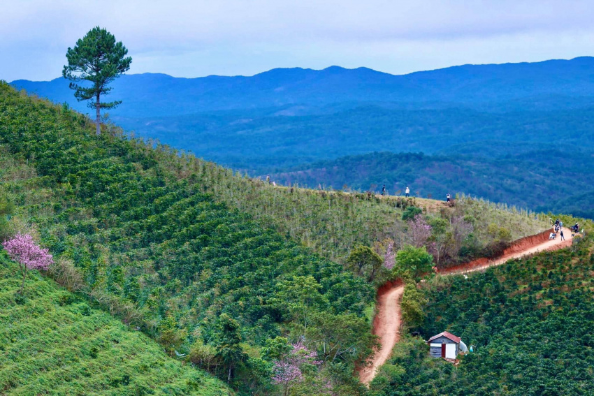 địa điểm, mộng đào nguyên đà lạt – hướng dẫn chi tiết đường đi, siêu khó đi nhưng hoa mai anh đào cực đẹp