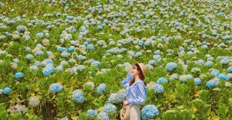 Vườn hoa cẩm tú cầu đẹp nhất Đà Lạt – Khám phá ngay Happy Garden Đà Lạt nhé!