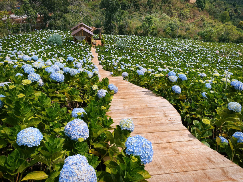 địa điểm, vườn hoa cẩm tú cầu đẹp nhất đà lạt – khám phá ngay happy garden đà lạt nhé!