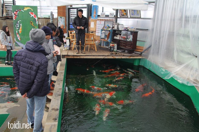 địa điểm nước ngoài, 10 trang trại cá koi (nishikigoi) tuyệt đẹp tại ojiya – nhật bản (phần 1)