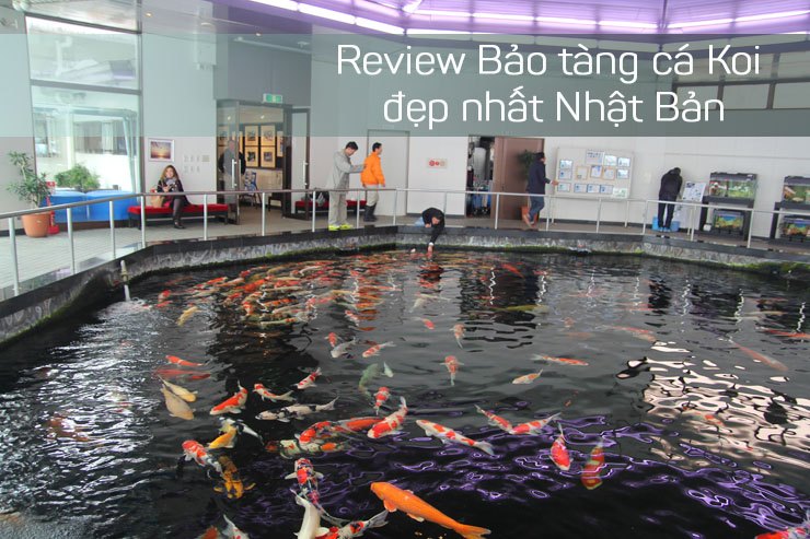 địa điểm nước ngoài, review bảo tàng cá koi – đẹp nhất châu á tại ojiya – nhật bản