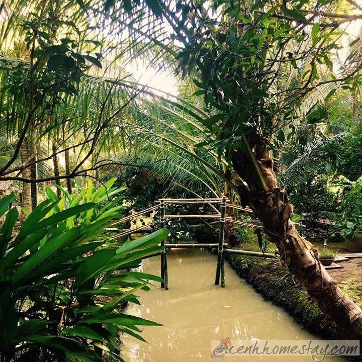 homestay, cocohut homestay bến tre: review chi tiết nơi ẩn mình giữa rừng dừa