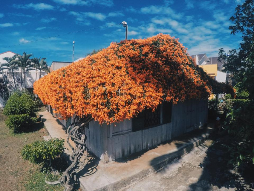 cẩm nang phượt, kinh nghiệm phượt, lùng tọa độ ngôi nhà ở bảo lộc có mái lợp tràn ngập hoa gây sốt cộng đồng