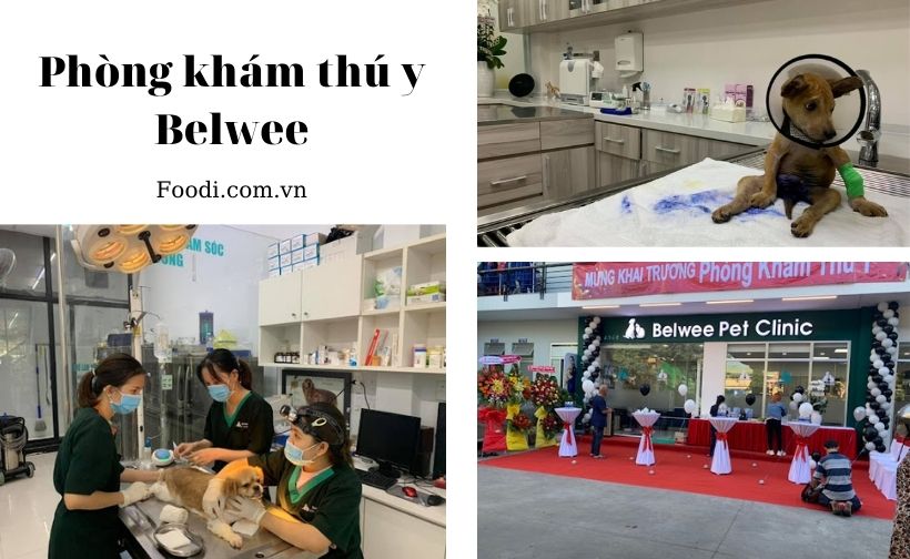 top 20 phòng khám thú y gần đây uy tín nhất tại sài gòn – tphcm