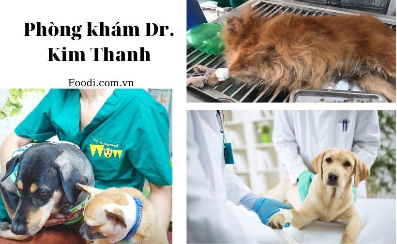 top 20 phòng khám thú y gần đây uy tín nhất tại sài gòn – tphcm