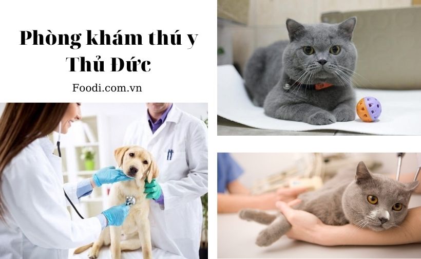 top 20 phòng khám thú y gần đây uy tín nhất tại sài gòn – tphcm