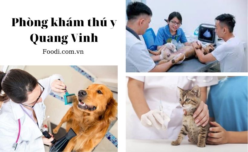 top 20 phòng khám thú y gần đây uy tín nhất tại sài gòn – tphcm