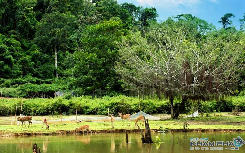 Trải nghiệm rừng độc đáo tại khu du lịch Madagui Lâm Đồng, khu du lịch madagui