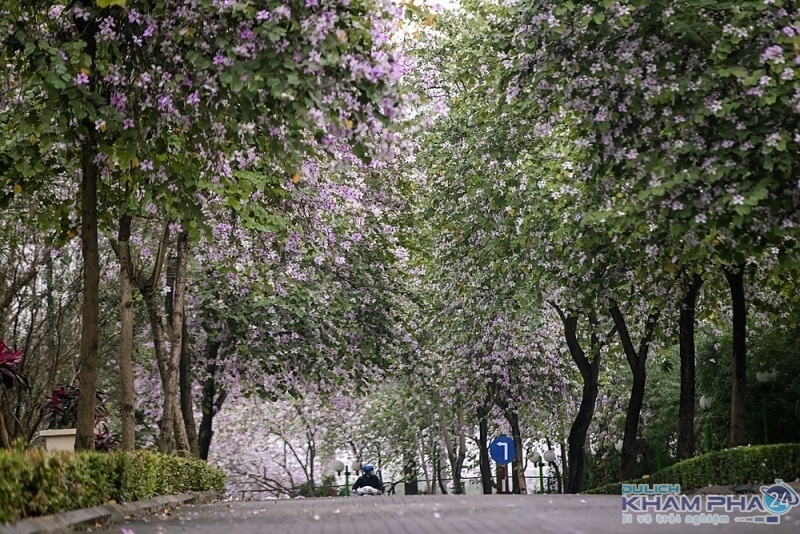 Tiết lộ 6 địa điểm ngắm hoa ban Mộc Châu đẹp nhất năm 2021