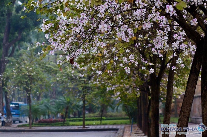 Tiết lộ 6 địa điểm ngắm hoa ban Mộc Châu đẹp nhất năm 2021