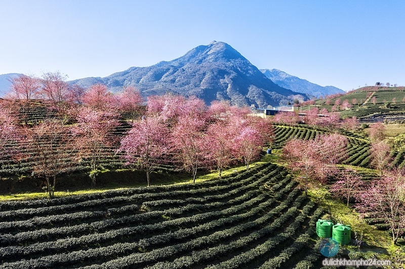 Đồi chè Ô Long Sapa – Kinh nghiệm du lịch cho du khách, doi-che-O-Long-Sapa