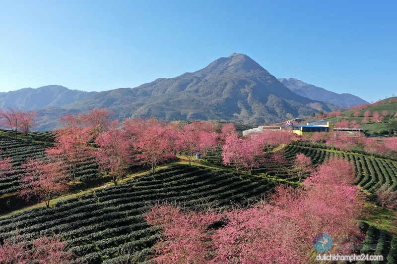 Đồi chè Ô Long Sapa – Kinh nghiệm du lịch cho du khách, doi-che-O-Long-Sapa