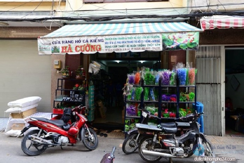 Du khách MÊ MẨN với 10 cửa hàng bán Cá Cảnh nổi tiếng Sài Gòn