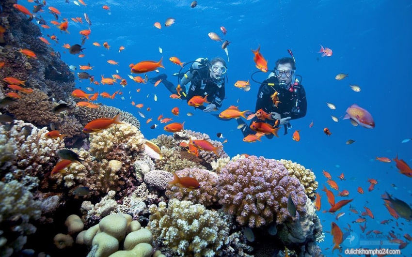 Nên chọn lặn biển hay đi bộ dưới biển ngắm san hô ở Cù Lao Chàm?