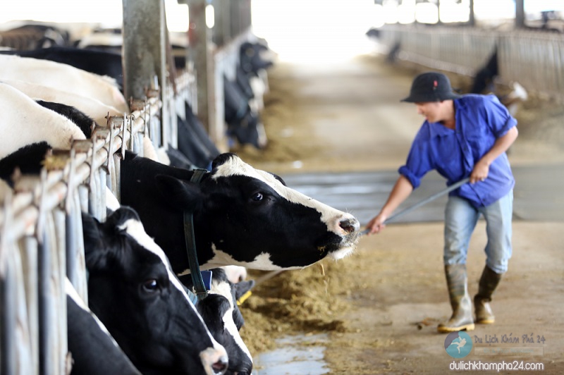 1 ngày ở trang trại bò sữa Mộc Châu có gì thú vị?