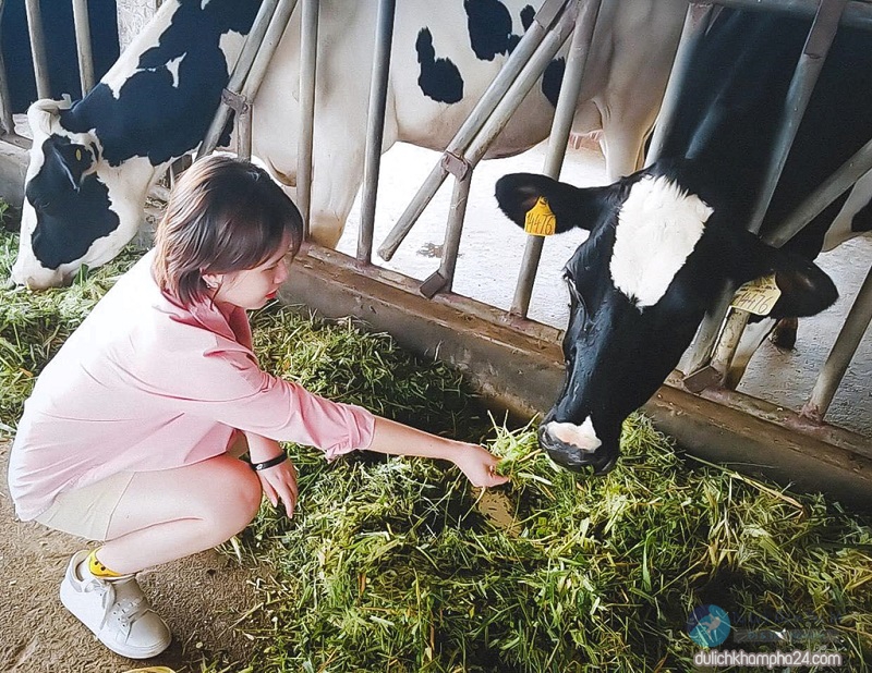1 ngày ở trang trại bò sữa Mộc Châu có gì thú vị?