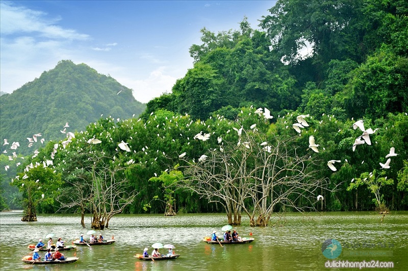 Khám phá vườn chim Thung Nham Ninh Bình – xứ sở của các loài chim, rừng chim Thung Nham, vườn chim Thung Nham
