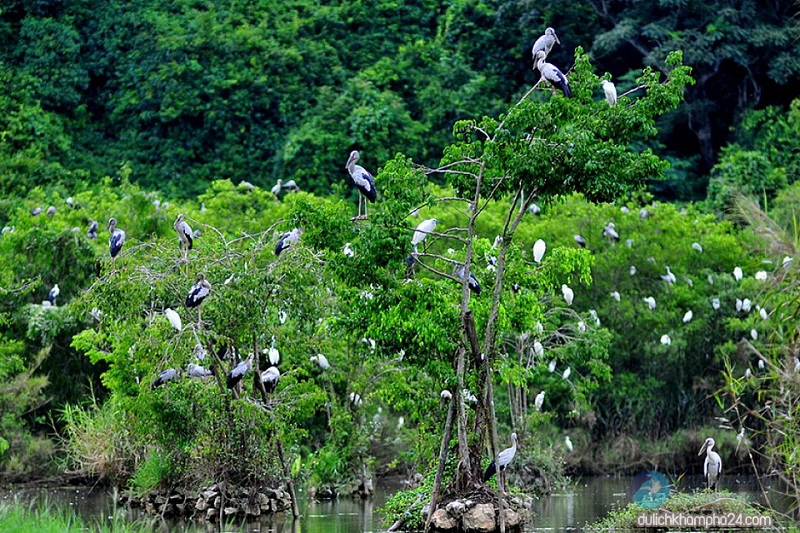 Khám phá vườn chim Thung Nham Ninh Bình – xứ sở của các loài chim, rừng chim Thung Nham, vườn chim Thung Nham