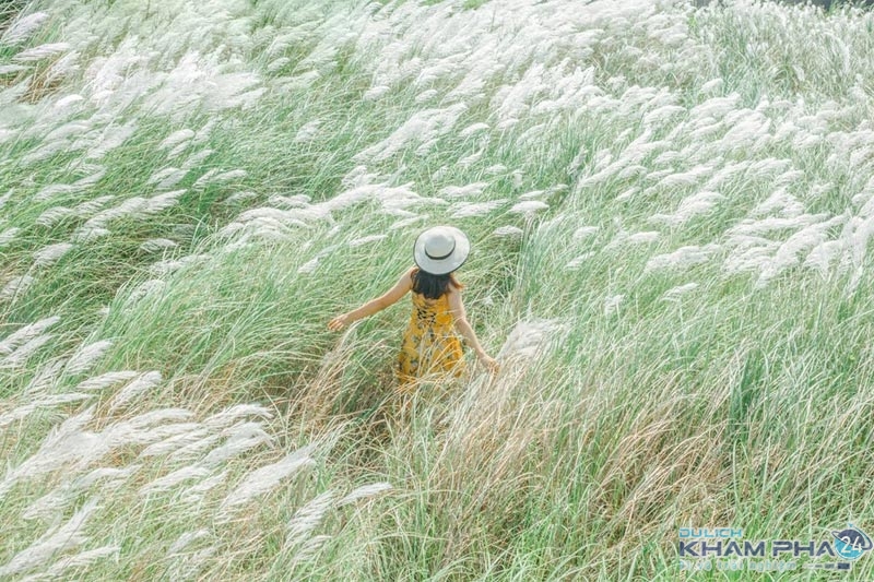 Thỏa sức selfie với rừng cỏ lau đẹp tuyệt vời tại Đà Nẵng