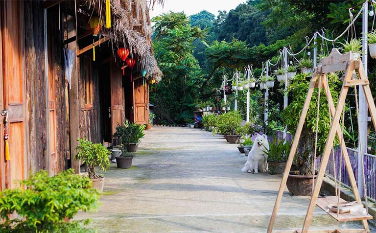 thiên thảo garden đà lạt – ngôi nhà gỗ bên rừng thông xanh ngắt