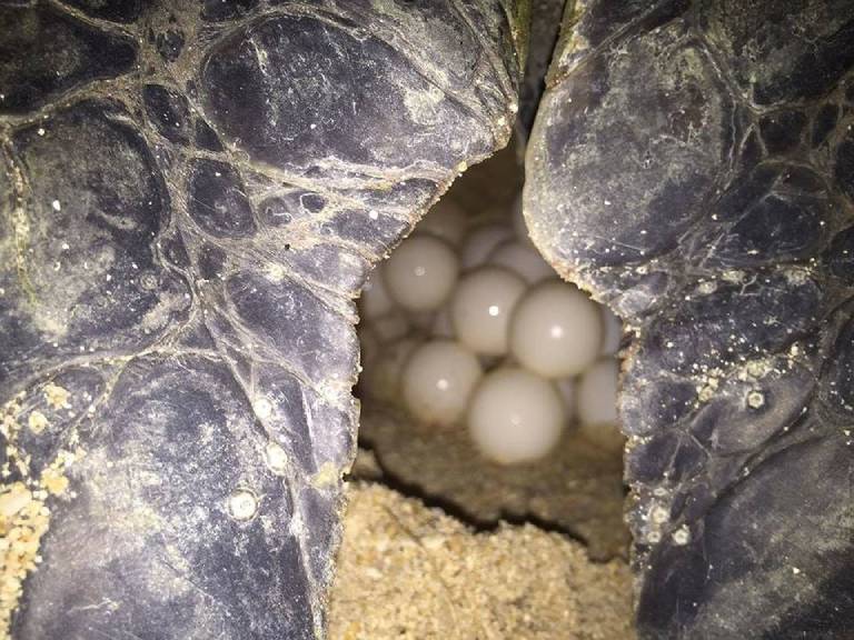 kinh nghiệm du lịch côn đảo xem rùa đẻ trứng