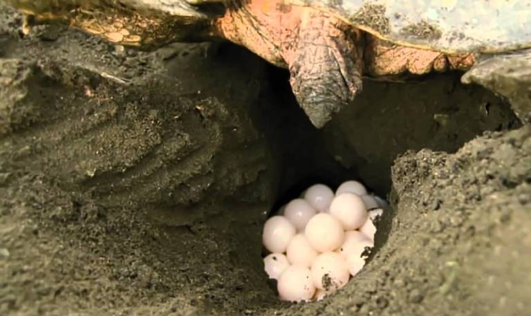 kinh nghiệm du lịch côn đảo xem rùa đẻ trứng
