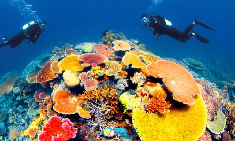 Kinh nghiệm lặn biển ngắm san hô Côn Đảo bạn nên biết