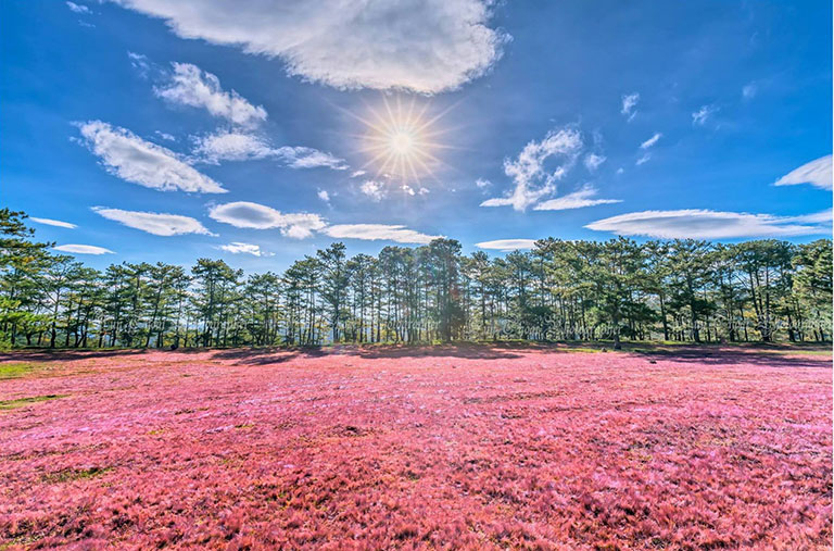 đồi cỏ hồng đà lạt – điểm đến tuyệt vời không nên bỏ lỡ