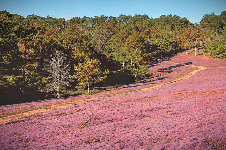 đồi cỏ hồng đà lạt – điểm đến tuyệt vời không nên bỏ lỡ