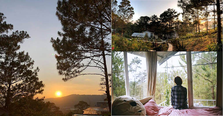 pine hill homestay – ngôi nhà trên cây đầy lãng mạn tại đà lạt