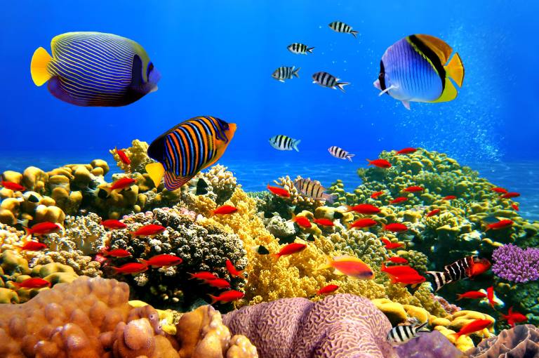 7 Địa điểm lặn ngắm san hô đẹp nhất tại Phú Quốc