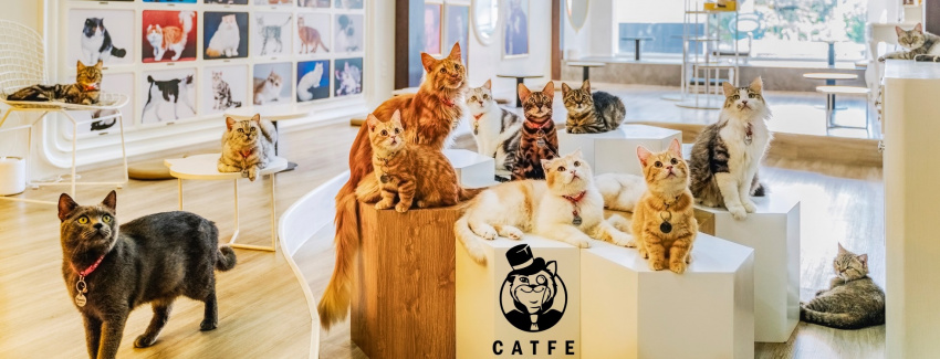 Catfe Coffee – 119 Nguyễn Thị Minh Khai, Quận 1, HCM