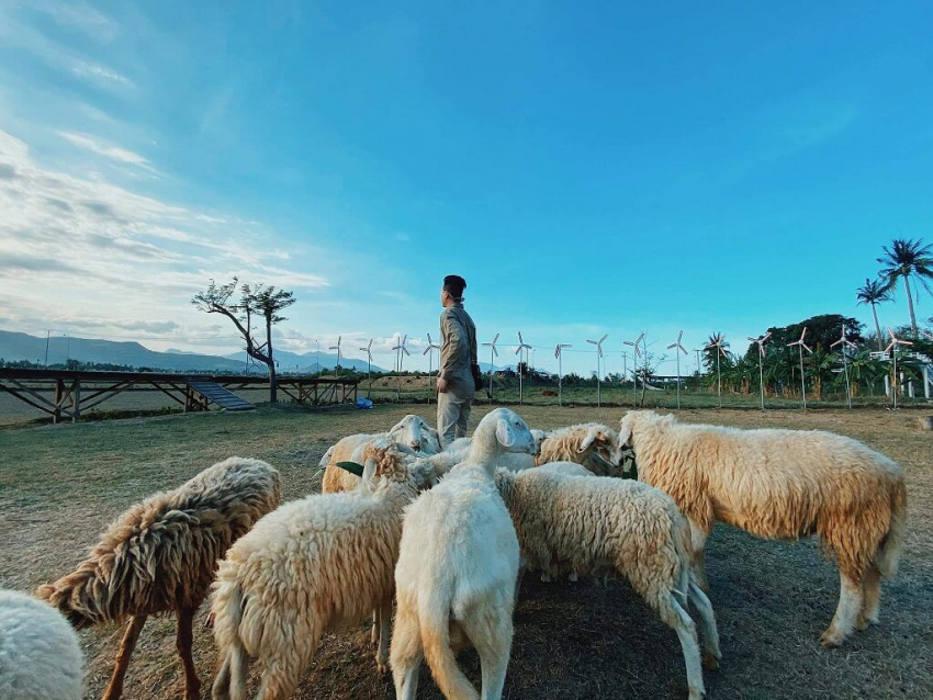 Kinh nghiệm du lịch cánh đồng cừu Suối Nghệ Vũng Tàu