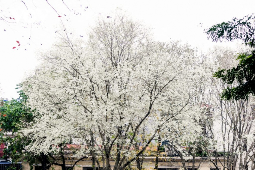 Có một mùa hoa sưa Hà Nội phủ trắng khắp phố phường