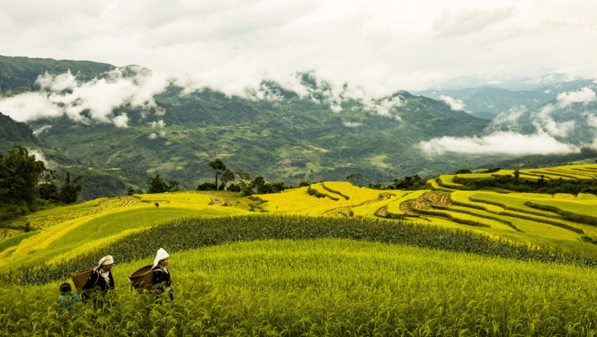 na hang tuyên quang, lúa chín, hồng thái na hang tuyên quang, du lịch tuyên quang, du lịch na hang, du lịch hồng thái, du lịch đông bắc, hồng thái na hang – địa điểm du lịch bốn mùa