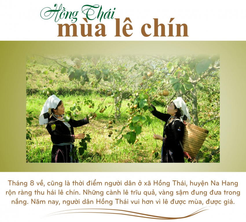 na hang tuyên quang, lúa chín, hồng thái na hang tuyên quang, du lịch tuyên quang, du lịch na hang, du lịch hồng thái, du lịch đông bắc, hồng thái na hang – địa điểm du lịch bốn mùa