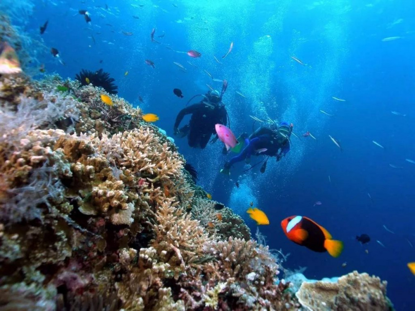 Top 5 địa điểm lặn ngắm san hô nhất định phải đi hè này