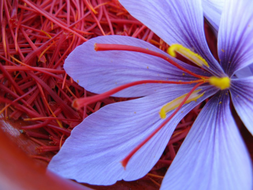 tây á, saffron, nhụy hoa nghệ tây, nghệ tây, tìm hiểu saffron –  gia vị đắt đỏ nhất thế giới