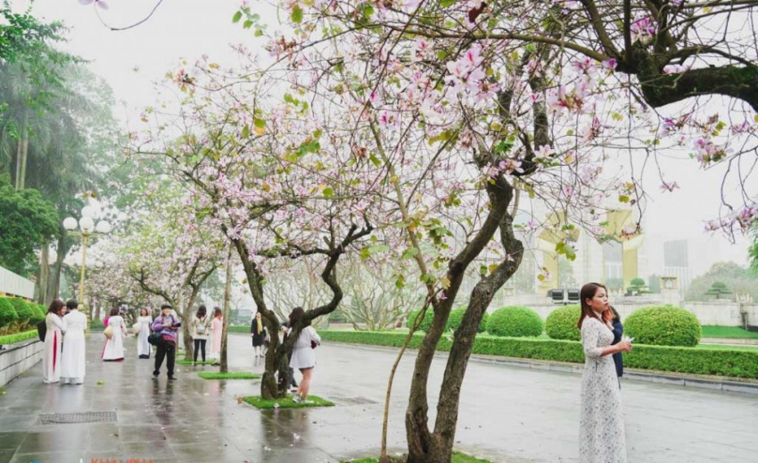 Rực rỡ sắc tím trên những cung đường check-in hoa ban ở Hà Nội