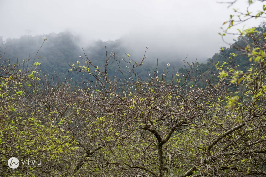 Ngắm hoa mận thung lũng Hang Kia – Khung cảnh nên thơ trữ tình